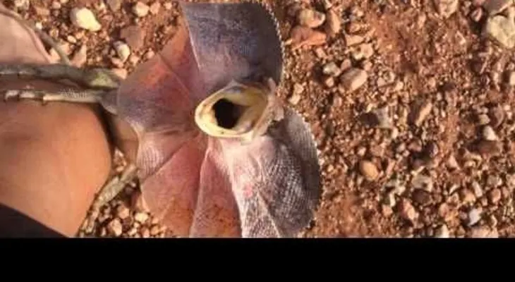 Un lagarto ataca a un turista como en la película Parque Jurásico (VIDEO) 