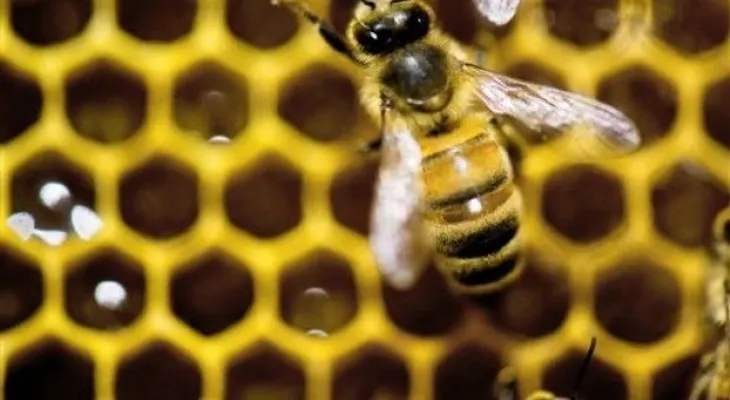 Hombre de 84 años sufre 2.000 picaduras de abeja 
