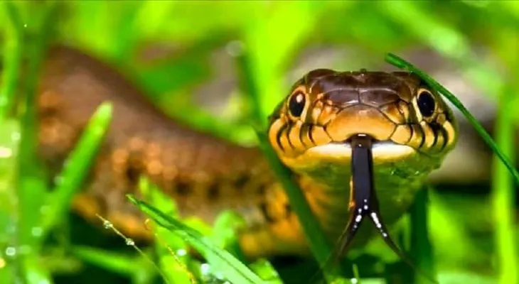 Soñar con víboras: interpretación de sueños con serpientes