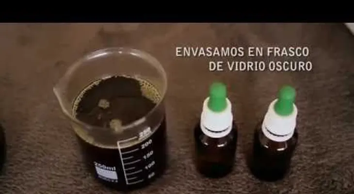  Preparación de aceite medicinal de Cannabis 
