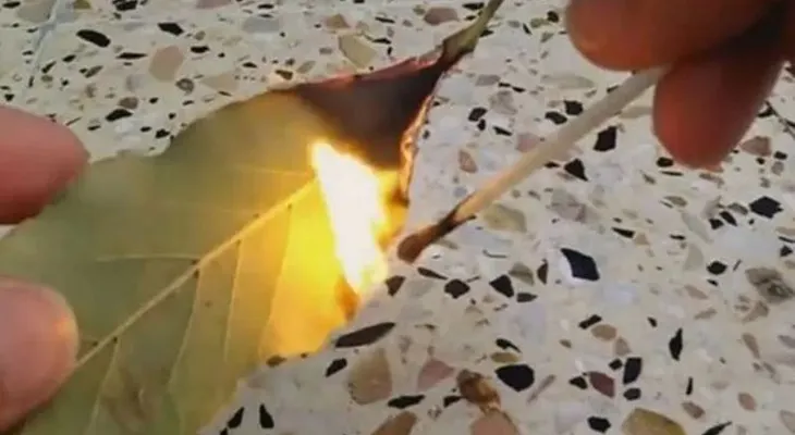 Simplemente quemar una hoja de laurel en su casa. ¿La razón? usted querrá probar este truco después de leer esto!