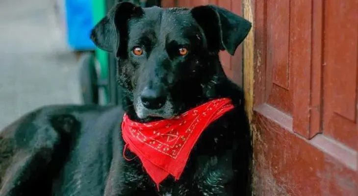 ?Matapaco?, el perro revolucionario que no se pierde una protesta en Chile