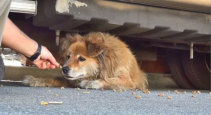 Video: Gracias a Google Maps rescataron a una perrita abandonada por 10 años