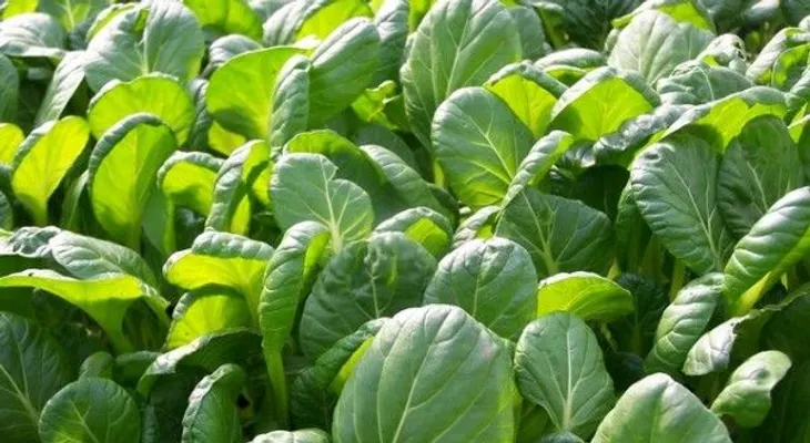 Beneficios de comer espinacas