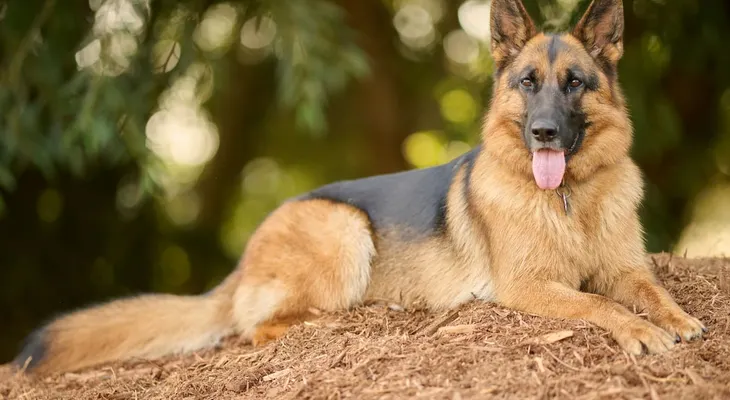 El pastor alemán, una de las razas caninas más protectoras