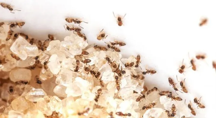 Cómo deshacerse de las hormigas de azúcar para siempre