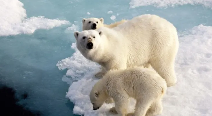 La Antártida está ganando más hielo del que ha perdido, dice nuevo estudio de la NASA