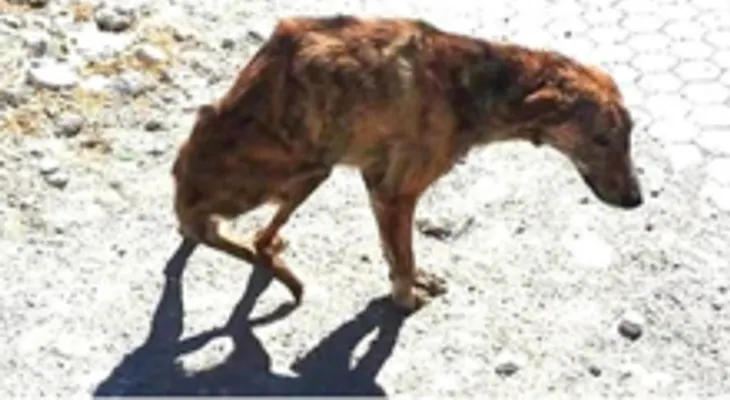 El perro abandonado en el desierto, con la columna rota, llegó hasta la chica, que le salvó la vida