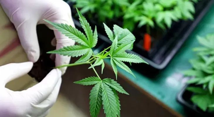 Marruecos autoriza cultivo de cannabis para usos terapéuticos en 3 provincias
