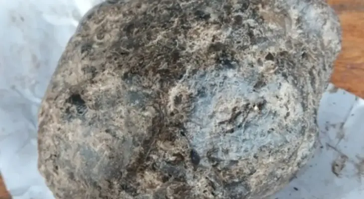 Biólogo explica los requisitos CITES para exportar ámbar gris o 'vómito de ballena' hallado en costas dominicanas