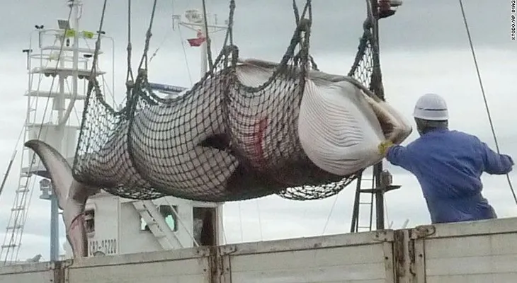 Cazadores japoneses matan a más de 120 ballenas minke preñadas