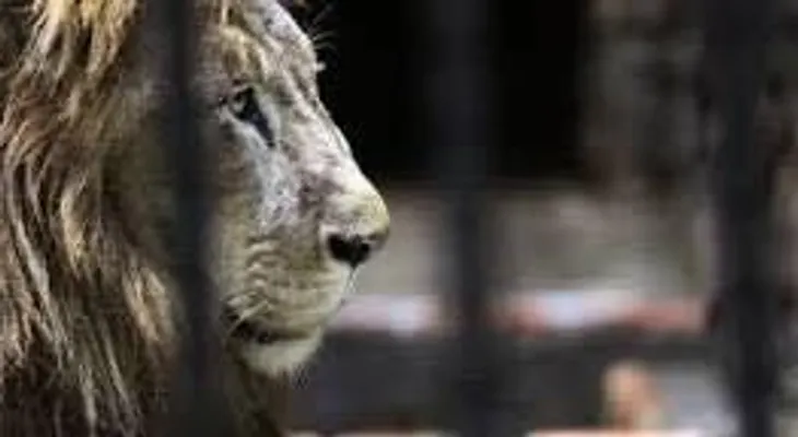 Murió Kivú, el único león de Costa Rica