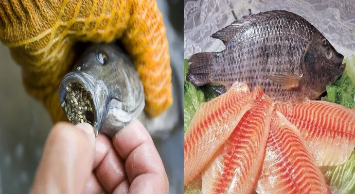 Expertos en salud advierten a las personas que dejen de comer tilapia
