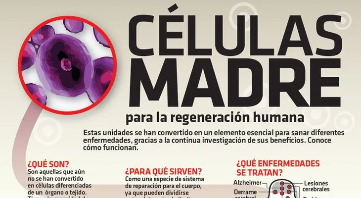 Revelan nuevo tratamiento con células madres para prevenir el envejecimiento Óseo y tratar la Osteoporosis