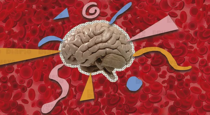 Investigadores de EEUU y China descubren una proteína que ayuda a prevenir el envejecimiento del cerebro