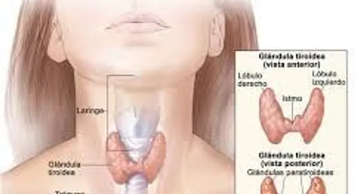 Los médicos nunca te dirán que la glándula tiroides se cura de esta forma