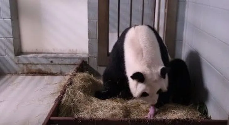 Así documenta Ami Vitale el pequeño milagro de rescatar al panda gigante en China