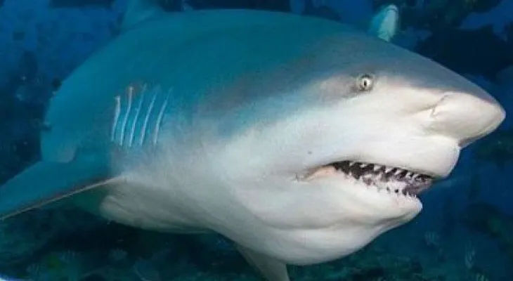 Científicos prueban que piel artificial de tiburón mejora natación 