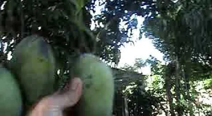 Hombre mata a otro en Santiago, porque no le permitió tumbar mangos de su casa 