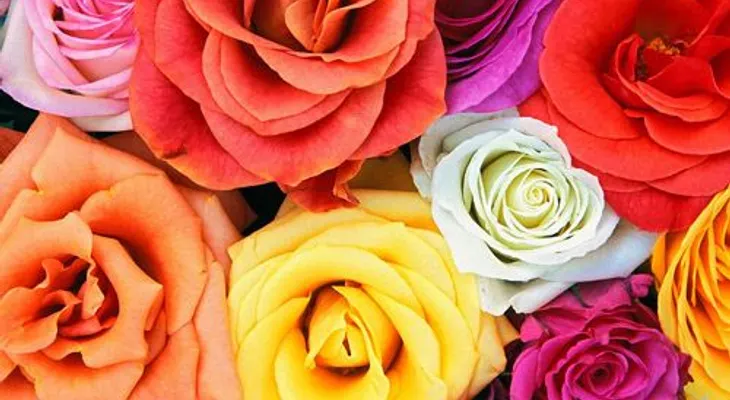 Cómo hacer un astringente facial de rosas