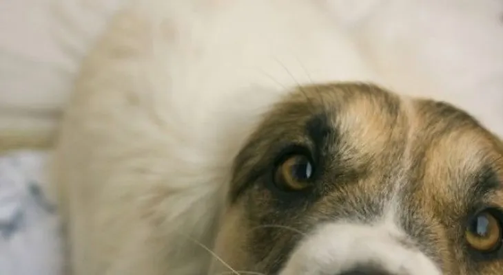 Sostener la mirada con nuestros perros ofrece beneficios para ambos