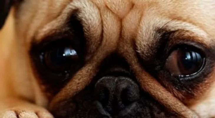 Conoce las señales de depresión en las mascotas  