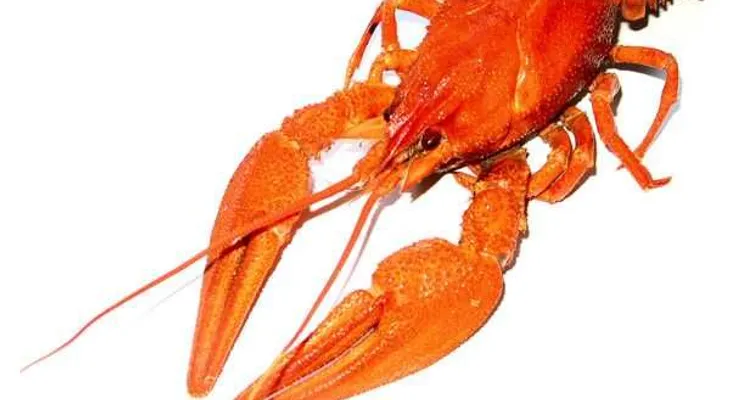 Un equipo de científicos detecta por primera vez ansiedad en invertebrados 