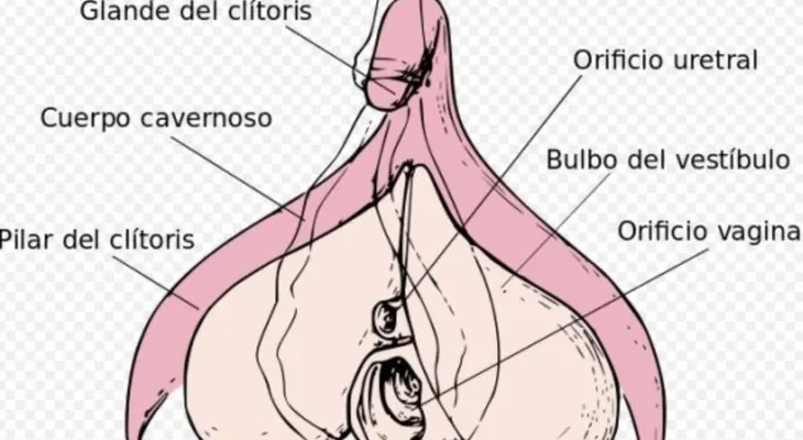 El orgasmo es una sensación especial y anhelada: Cómo funciona en las mujeres