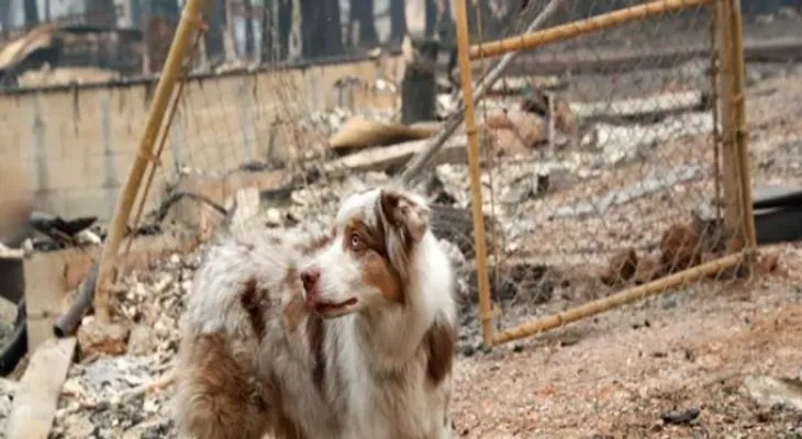 Lealtad sin condición: Este perrito esperó a sus dueños después de 1 mes que se quemara su casa