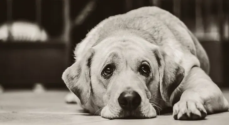 Ojo con la automedicación de tu perro; cómo saber si le duele algo? 
