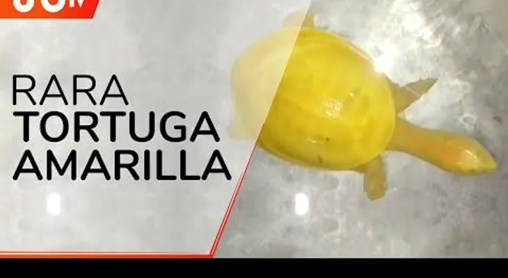 Capturan en la India una tortuga completamente amarilla, y esto dicen los expertos
