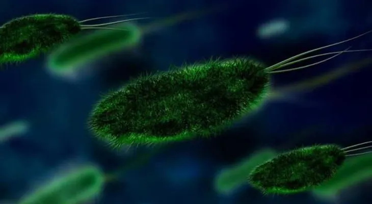  Un estudio reduce a 511 las especies de bacterias más abundantes en el suelo 
