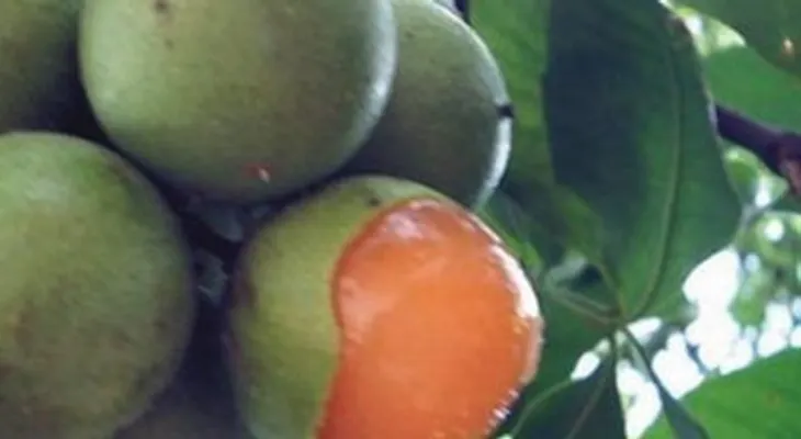 Conoce la fruta que cura el insomnio y el sistema nervioso en pocos minutos