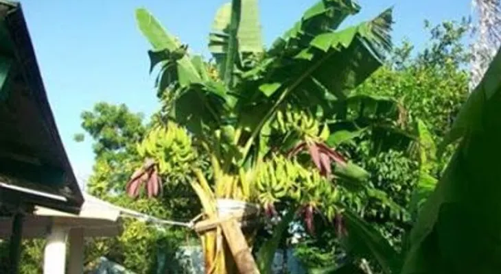 Un milagro de la naturaleza: Planta de guineo pare ocho racimos en Neyba