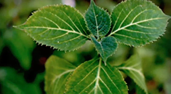 7 Mitos y verdades sobre la salvia y sus beneficios