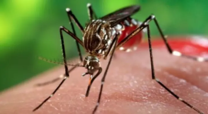 ¿Cómo evitar el contagio por chikungunya?
