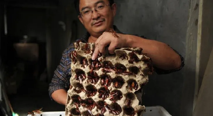 Criaderos de cucarachas: un negocio muy próspero en China