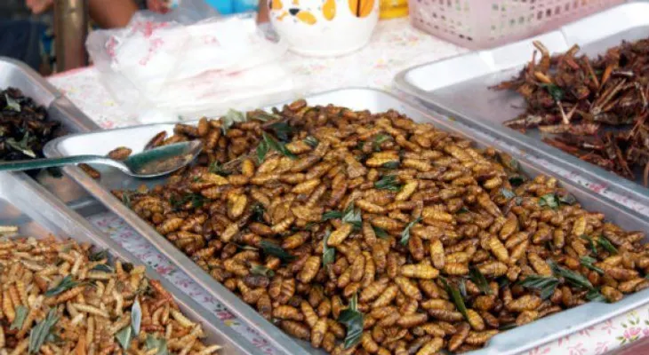 Insectos, ¿las proteínas del futuro?
