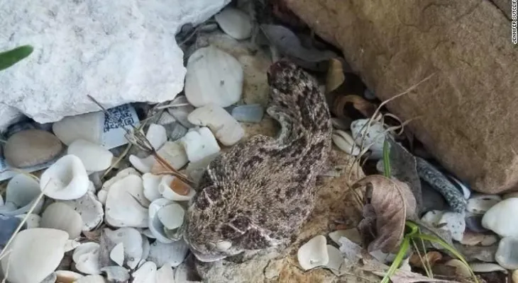 Un hombre casi muere cuando lo mordió una serpiente con la cabeza cortada