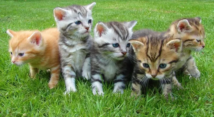 ¿Amante de los gatos? Ahora puedes vivir en esta isla griega cuidando a 55 peluditos