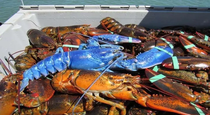 Encuentran una extraña langosta de color azul en el pedido de un restaurante