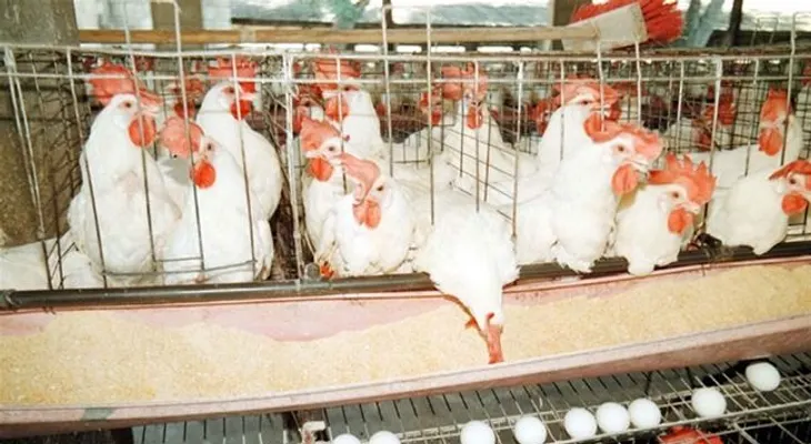 Salió hacia Haití comisión busca sea levantada veda a exportación pollos y huevos