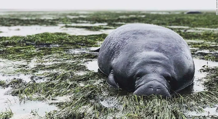 Ciudadanos de Florida cuidan a animales grandes y pequeños mientras Irma hace de las suyas