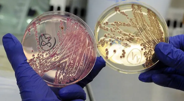 Revelan cómo las bacterias se protegen al atacar a otros microorganismos