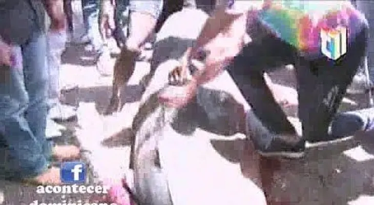 Atrapan otro mega tiburón en las aguas del mar caribe (VIDEO)
