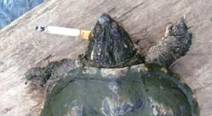 Tortuga fuma diez cigarrillos por día 