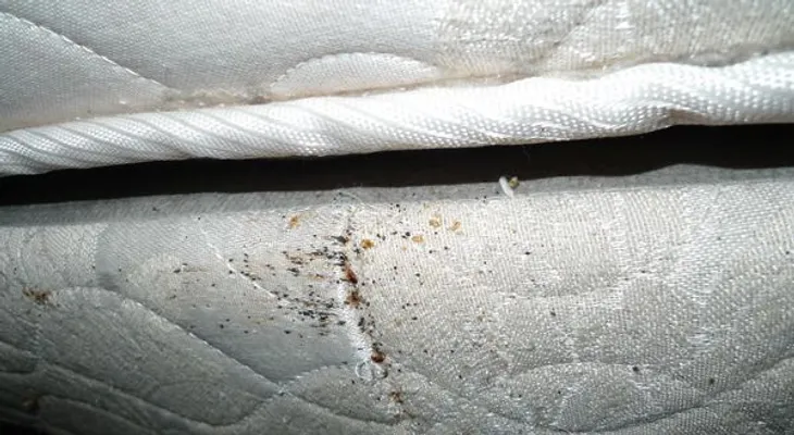 Cómo eliminar de forma rápida ácaros del colchón