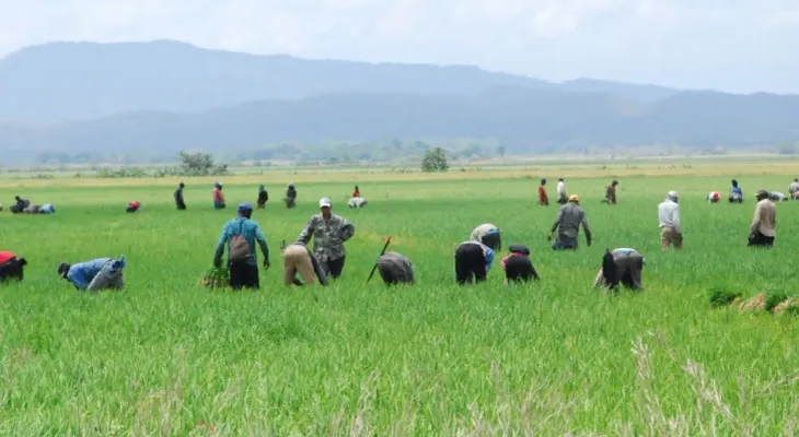 Gobierno dominicano ve apertura al diálogo con EE.UU. sobre arancel al arroz