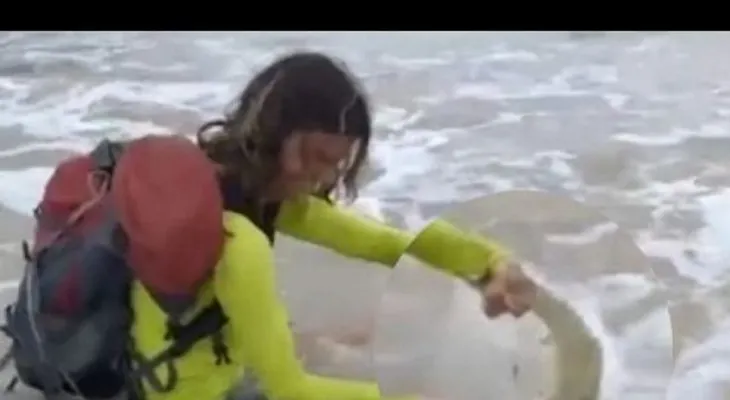 Una turista sacó un tiburón del mar para una foto y está vivo de milagro 