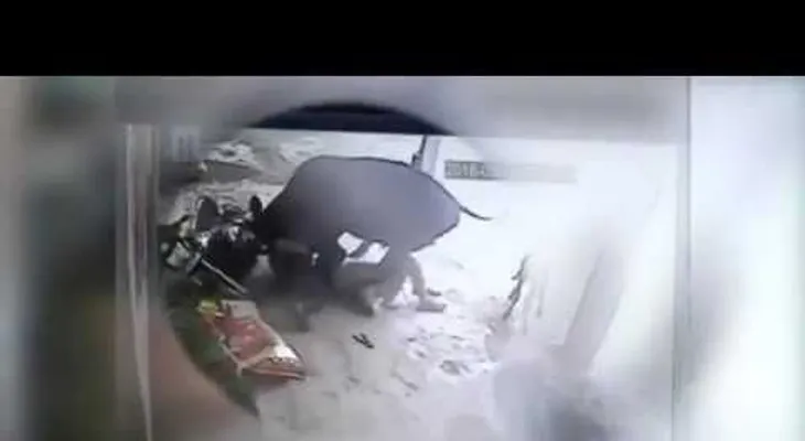 Una vaca defiende una mujer que era atacada por un hombre (VIDEO)